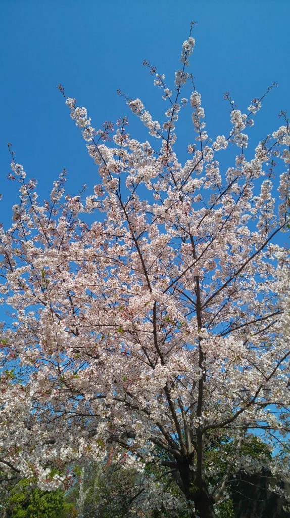 桜がキレイです