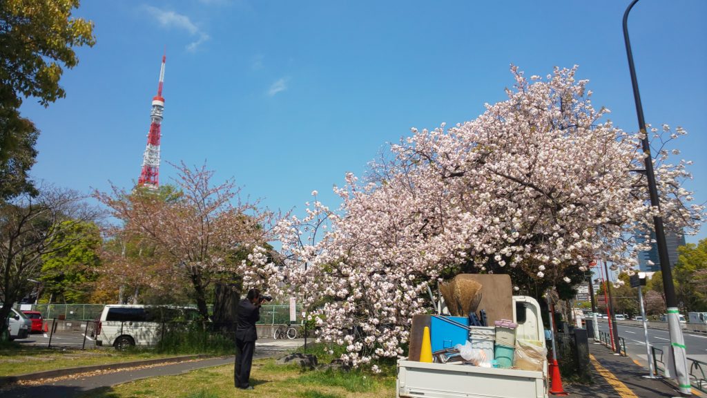 満開、八重桜。芝東照宮