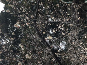 赤坂氷川神社　梅アップ