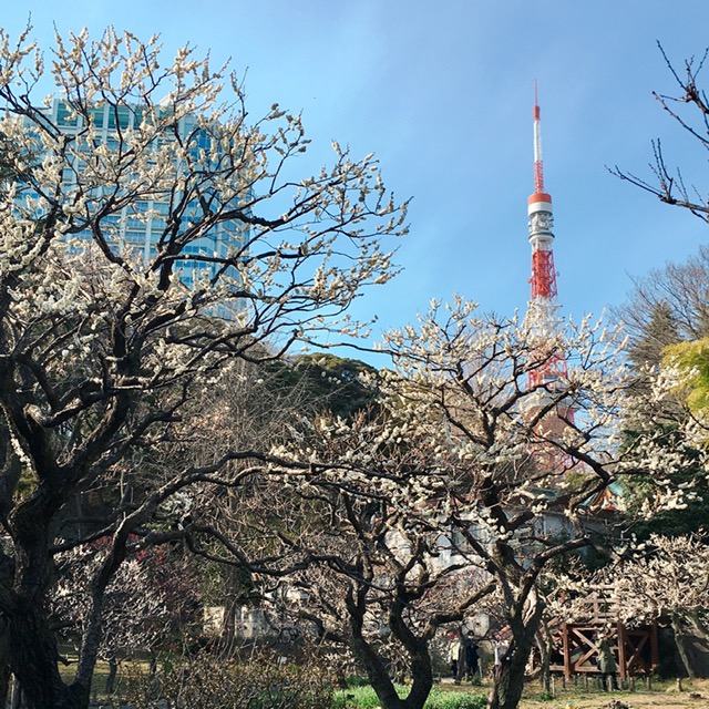 和婚ネット芝店のおとなりは都立芝公園の梅林　2021年2月18日現在の開花状況♪