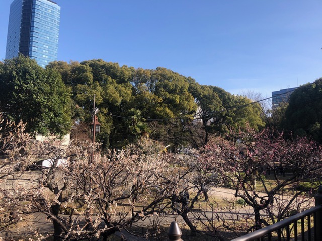 和婚ネットのおとなり都立芝公園と芝東照宮　2021年2月27日の梅・桜 開花状況♪