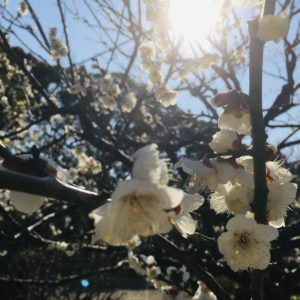 2～3月に梅・3～4月は桜で、お花ウエディングフォト