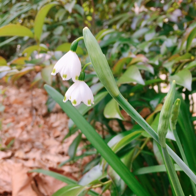 和婚ネットのおとなり都立芝公園・区立芝公園と芝東照宮　2021年3月5日の桜（？）開花状況♪