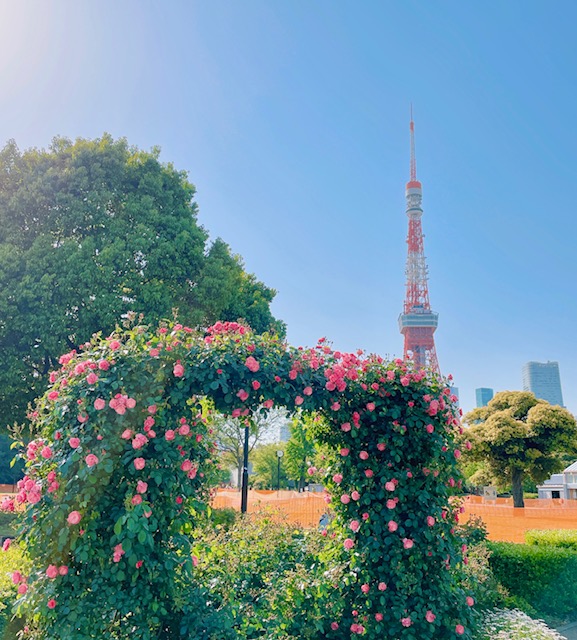 和婚ネット芝店のおとなり　区立芝公園　青空とバラの花♪