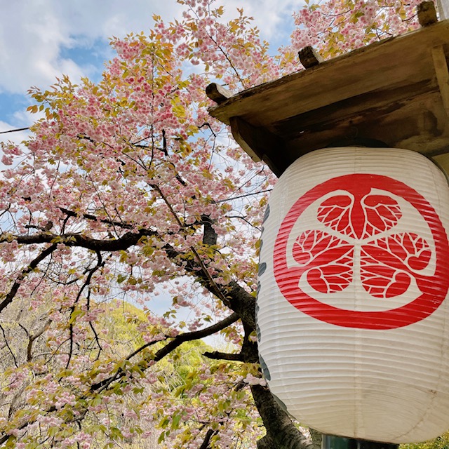 和婚ネット芝店のある芝東照宮の桜　2021年4月9日の開花状況♪