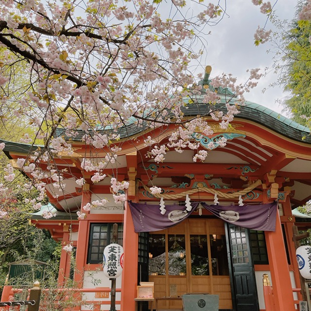 和婚ネット芝店のある芝東照宮の桜　2021年4月2日の開花状況♪