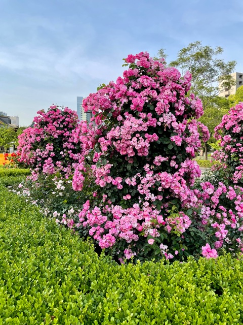 芝公園はバラ園が見ごろです♪