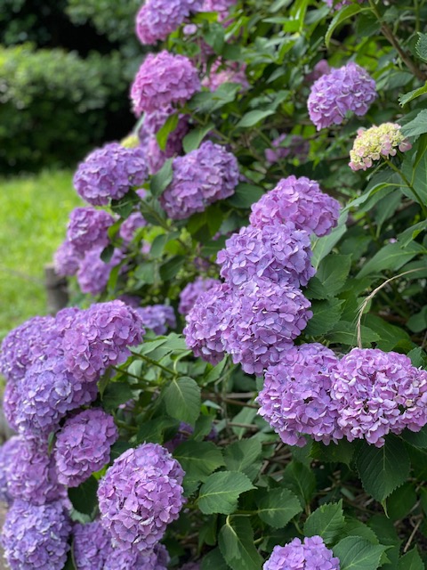 芝東照宮の紫陽花開花状況♪