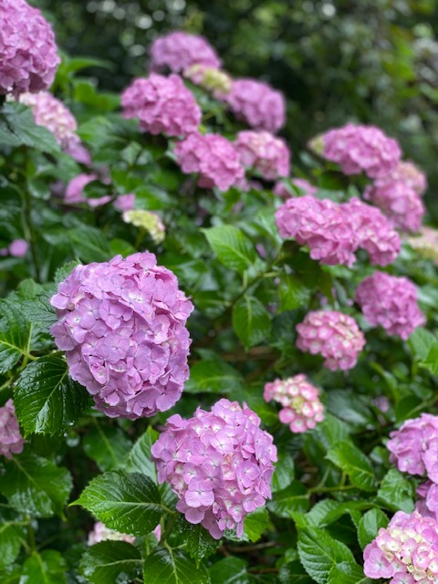 芝公園　紫陽花の開花状況♪