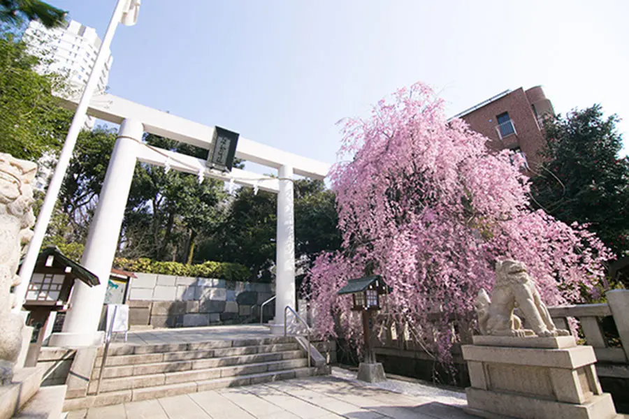 乃木神社 桜と鳥居