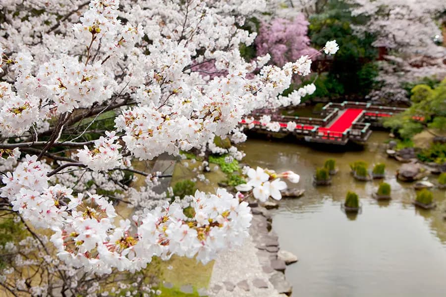 東郷神社 桜