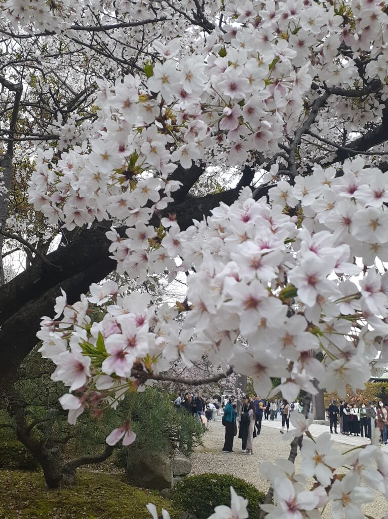 ４月６日　豊國神社挙式　T様＆M様